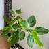 ランキングキーワードに紐づく投稿画像-観葉植物