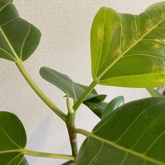 めちゃ元気！観葉植物フィカスアルテシマの画像