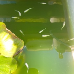 白メダカ　若魚　10匹の画像