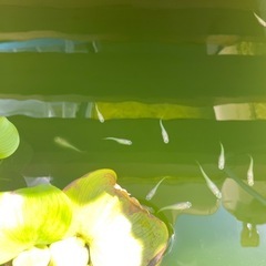 白メダカ　若魚　10匹の画像