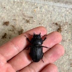 スジブトヒラタ成虫ペアの画像
