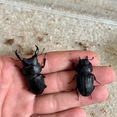 スジブトヒラタ成虫ペアの画像