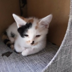 子猫の里親募集