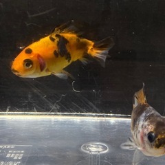 金魚　里親募集　隼人錦　五色和金の画像