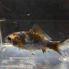 金魚　里親募集　隼人錦　五色和金の画像