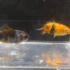 金魚　里親募集　隼人錦　五色和金の画像