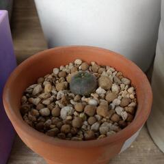 多肉植物　ロフォフォラの画像
