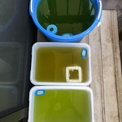 🐠今年生まれ　MIXメダカ　無料です🐟の画像