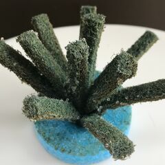 🐠今年生まれ　MIXメダカ　無料です🐟の画像