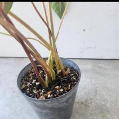 カラデュウムの画像