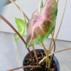 カラデュウムの画像