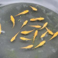 【メダカ】楊貴妃　画像の個体全部の画像
