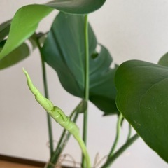観葉植物⭐︎モンステラの画像