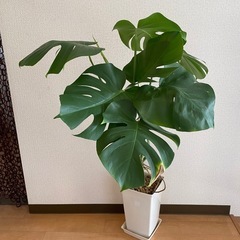 観葉植物⭐︎モンステラの画像