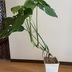 ランキングキーワードに紐づく投稿画像-観葉植物
