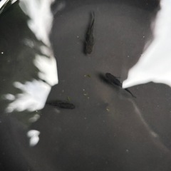 ベガ   雌3雄2の画像