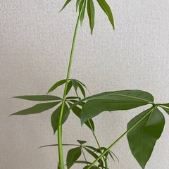 すくすく新芽がある観葉植物⭐︎パキラの画像