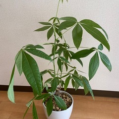 すくすく新芽がある観葉植物⭐︎パキラの画像