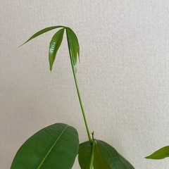 すくすく新芽がある観葉植物⭐︎パキラの画像