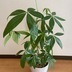 ランキングキーワードに紐づく投稿画像-観葉植物