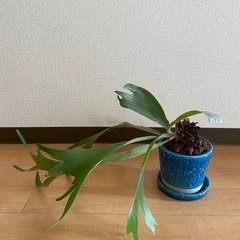 観葉植物⭐︎コウモリランの画像