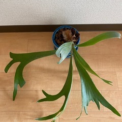 観葉植物⭐︎コウモリランの画像