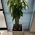 ランキングキーワードに紐づく投稿画像-観葉植物