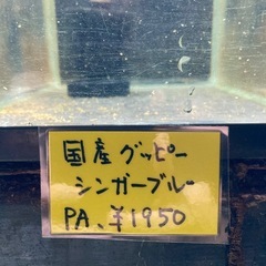 国産グッピー　水槽　　の画像