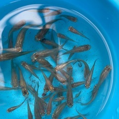 お話中　　　　　　　熱帯魚　の画像