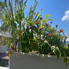 植物無料で差し上げます
の画像