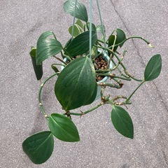 ハブカズラ　観葉植物　発育中　ハンギングの画像