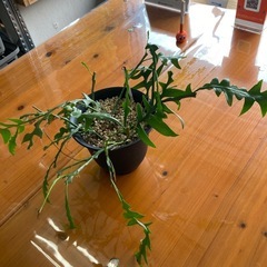 エピフィラム　発育中　観葉植物　ハンギングなどにの画像