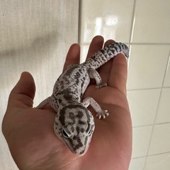 ニシアフリカトカゲモドキ