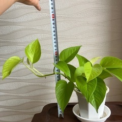 【観葉植物】ポトスの画像