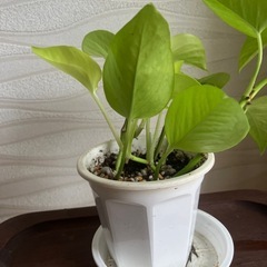 【観葉植物】ポトスの画像