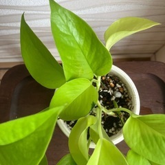 【観葉植物】ポトスの画像