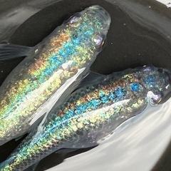 ネプチューン　メダカ　産卵中　２ペアの画像
