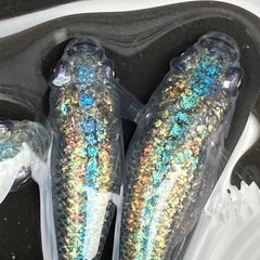 ネプチューン　メダカ　産卵中　２ペアの画像
