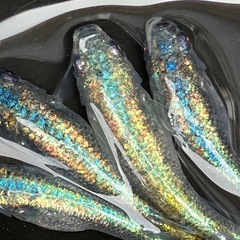 ネプチューン　メダカ　産卵中　２ペアの画像