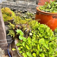 水草！無料フィランサスフルイタンスの画像