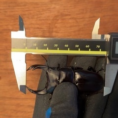 ※小学生以下限定　　オオクワガタ 新成虫ペアの画像