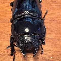 ※小学生以下限定　　オオクワガタ 新成虫ペアの画像