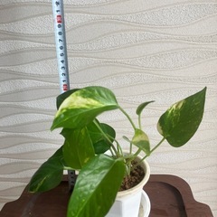 【観葉植物】ポトスの画像