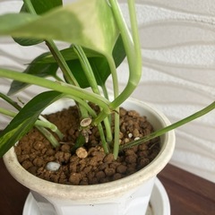 【観葉植物】ポトスの画像