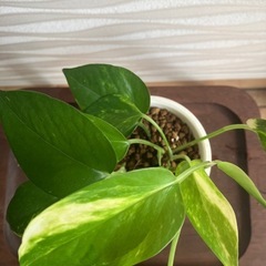 【観葉植物】ポトスの画像