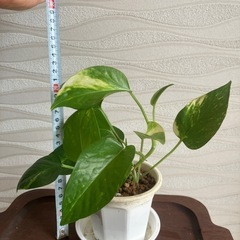 【観葉植物】ポトスの画像