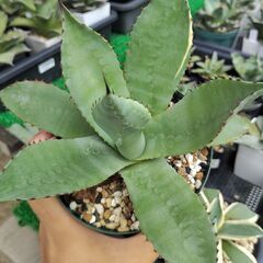 アガベ・パリー実生株（斑入り）の画像