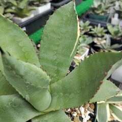 アガベ・パリー実生株（斑入り）の画像
