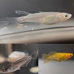 上物〜極上 ミックス 10＋α‬ ざっくりのご要望対応致します。の画像