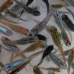 ミックスメダカ　幼魚～若魚20匹(1.5cm前後) ➈の画像